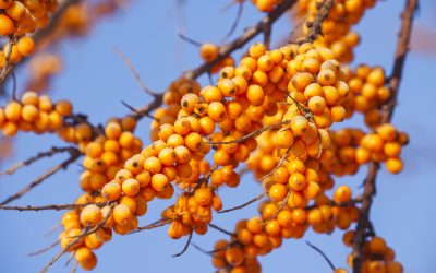 KahlBase 7040 Seabuckthorn: A Multifunctional Base for Innovative Cosmetics