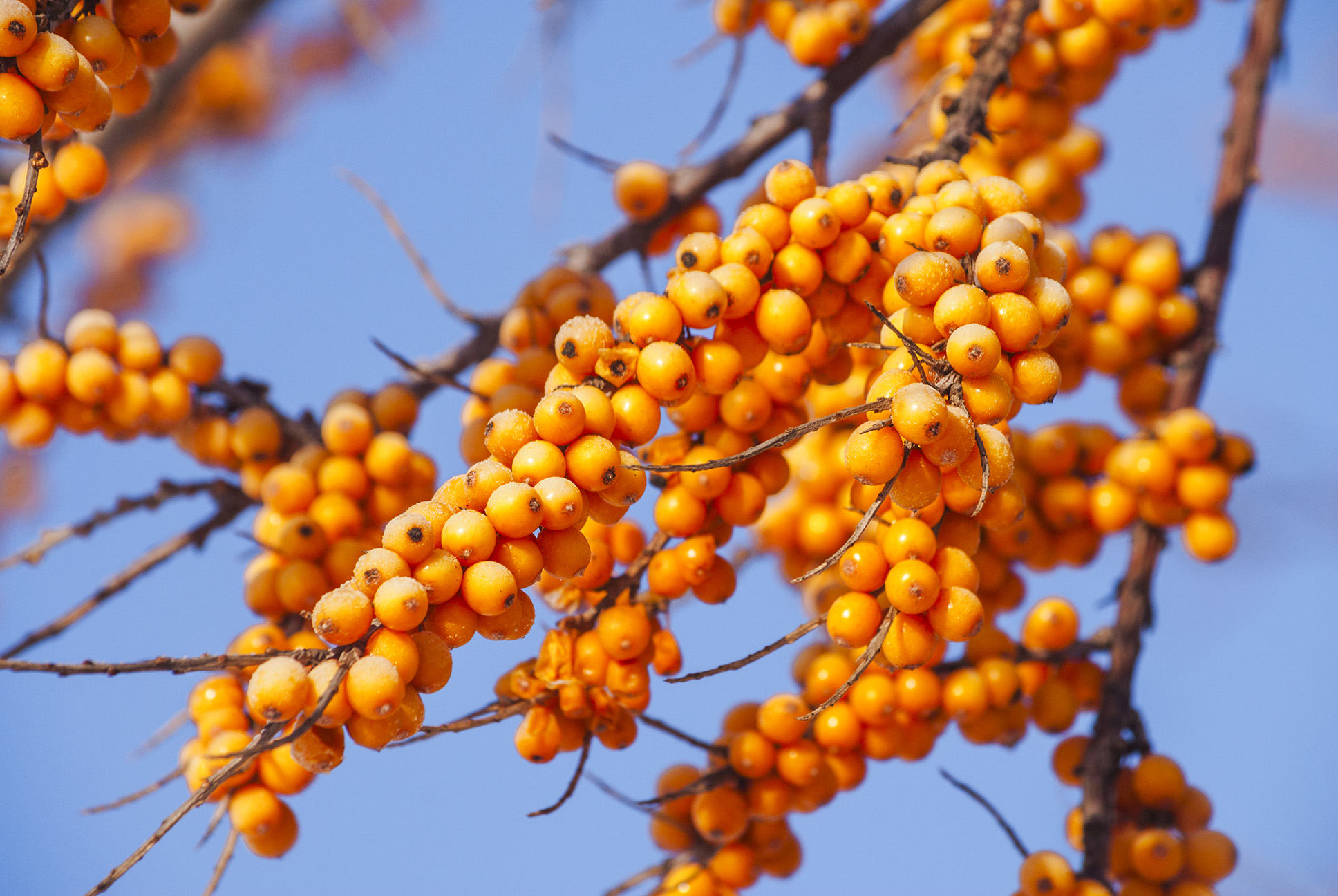 Common,Sea,Buckthorn,(hippophae,Rhamnoides),seabuckthorn